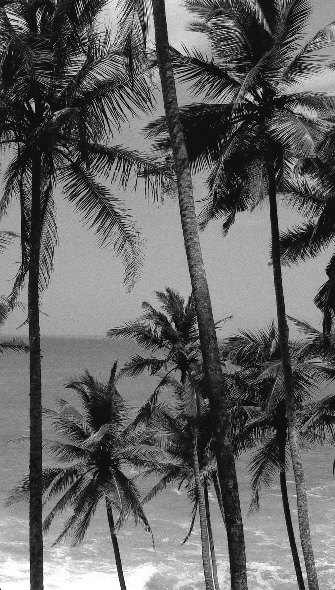 Black and white palm trees along a tropical coastline with the ocean in the background